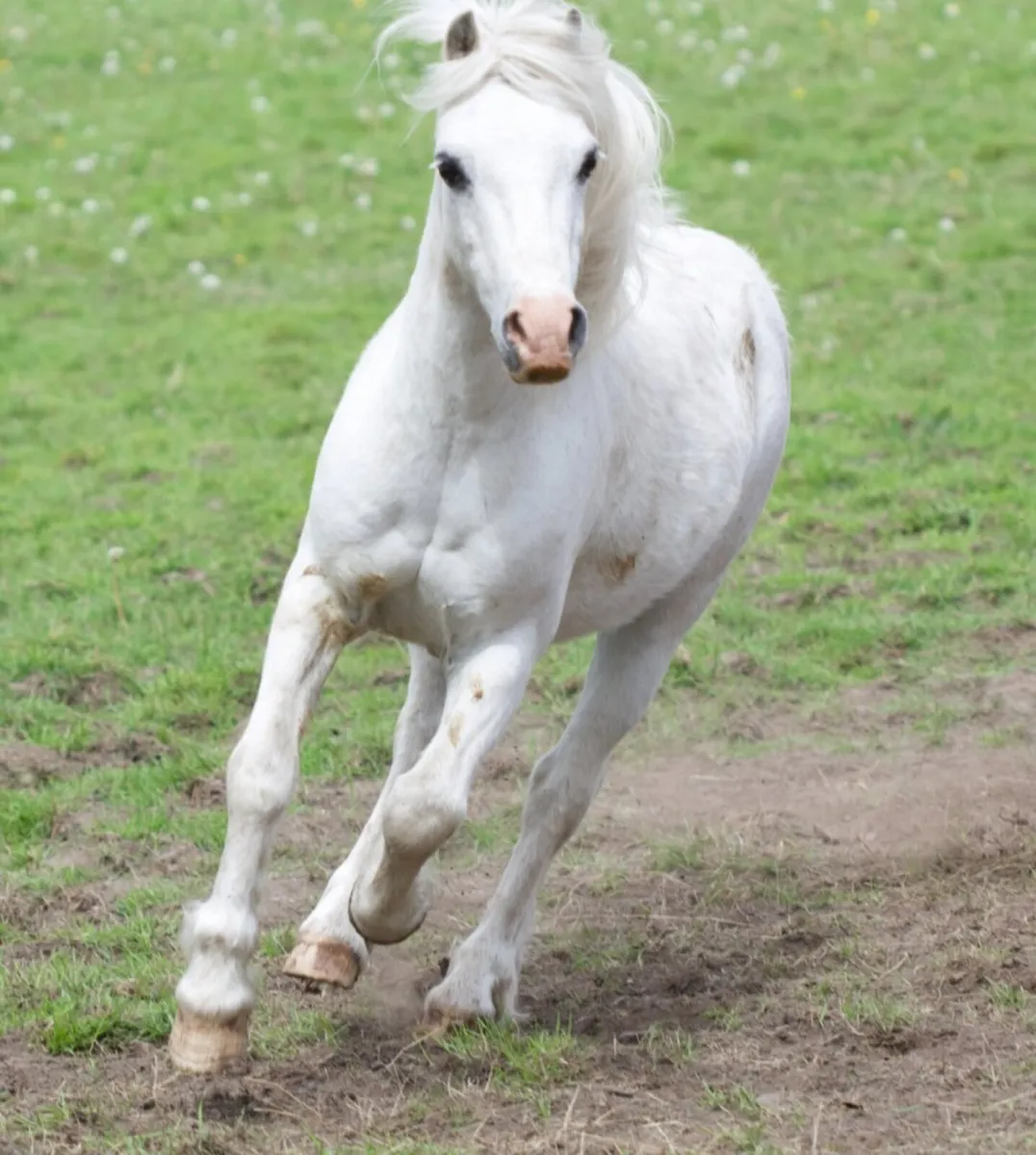 Companion pony - Image 3