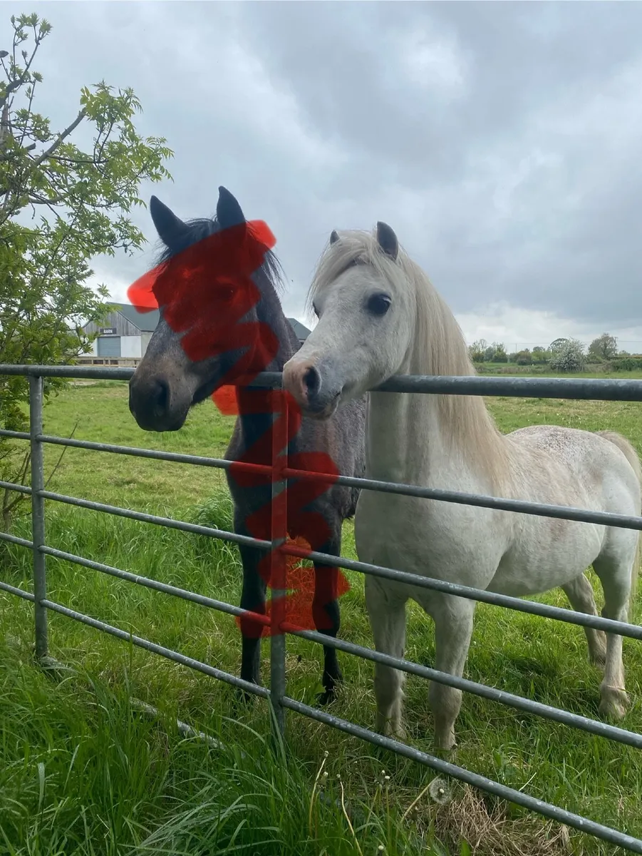 Companion pony - Image 4