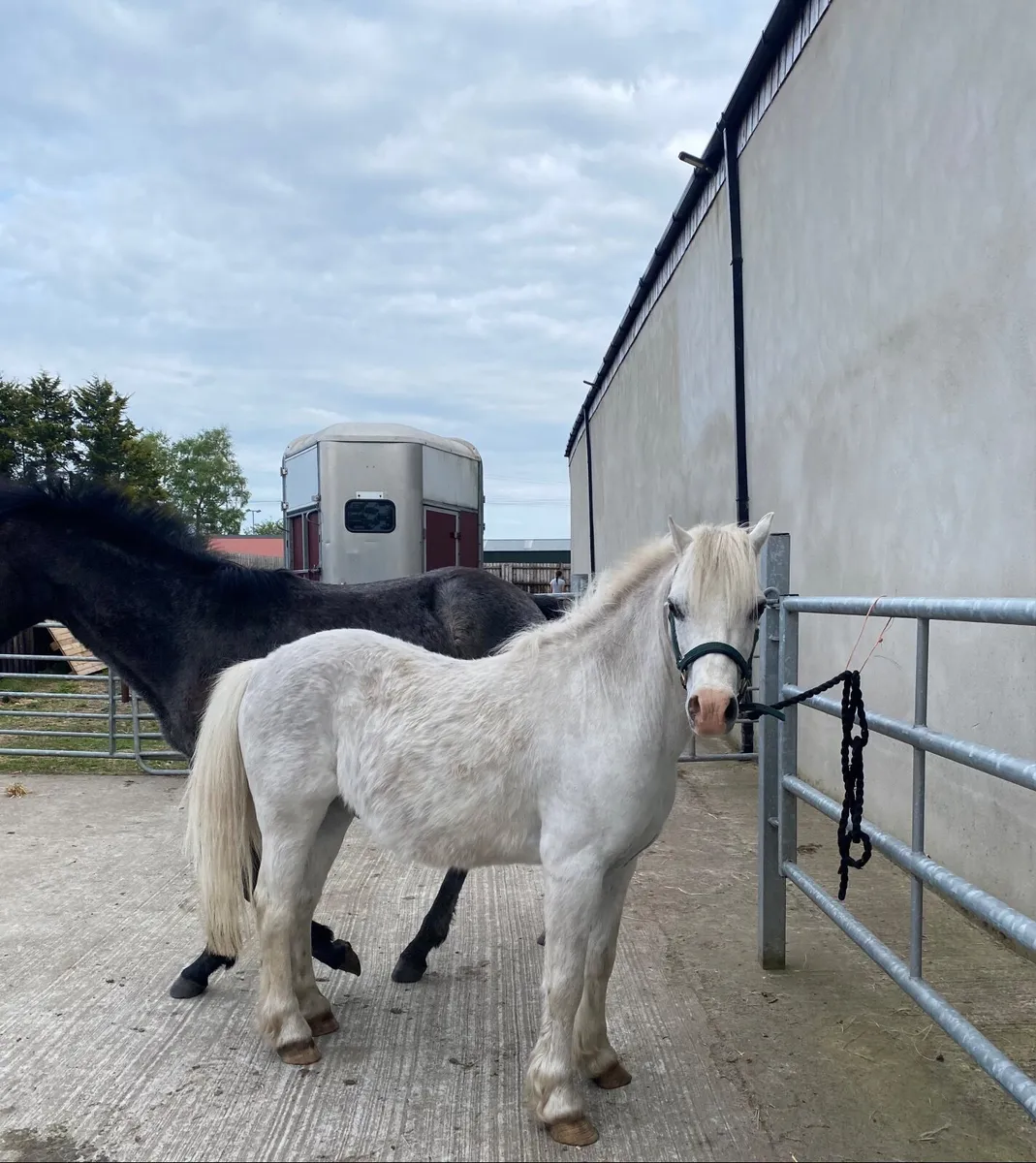 Companion or pet pony - Image 3