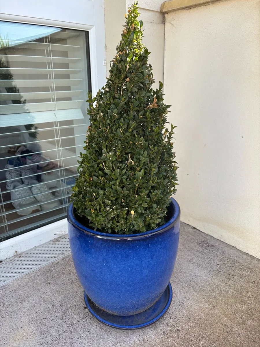Set of 2 pots + plants - Image 1