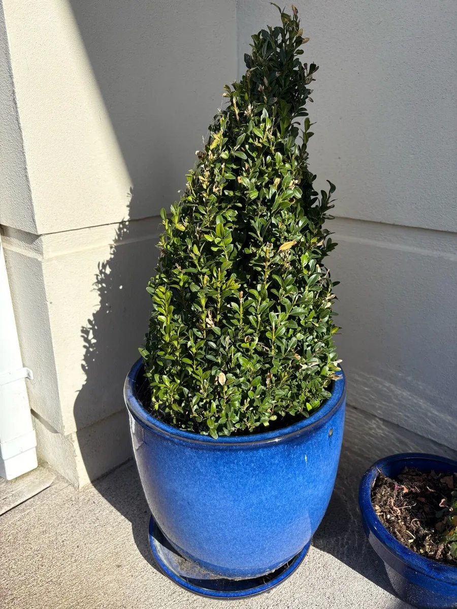 Set of 2 pots + plants - Image 2