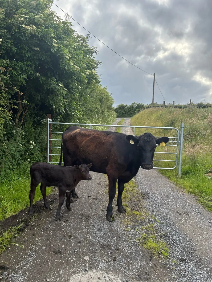 Angus Cow and Calf - Image 1