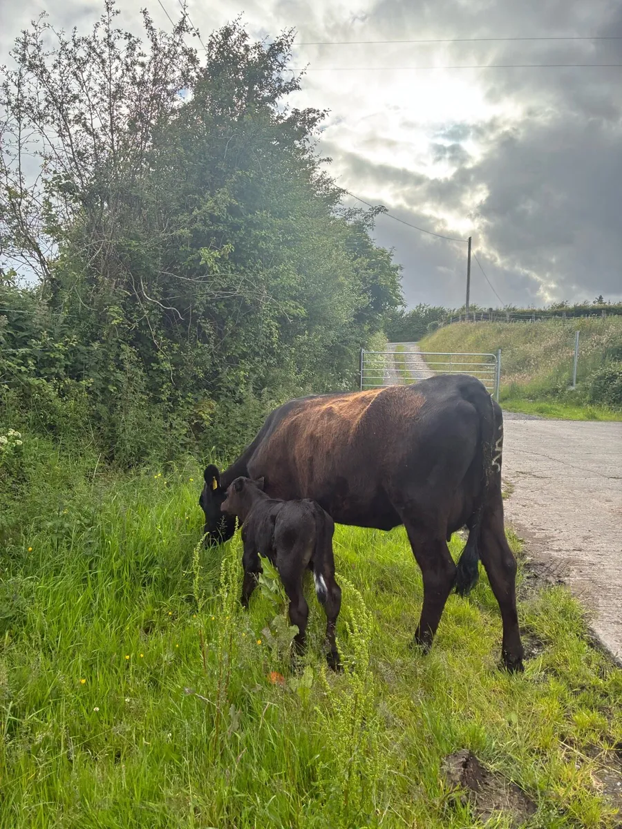 Angus Cow and Calf - Image 2