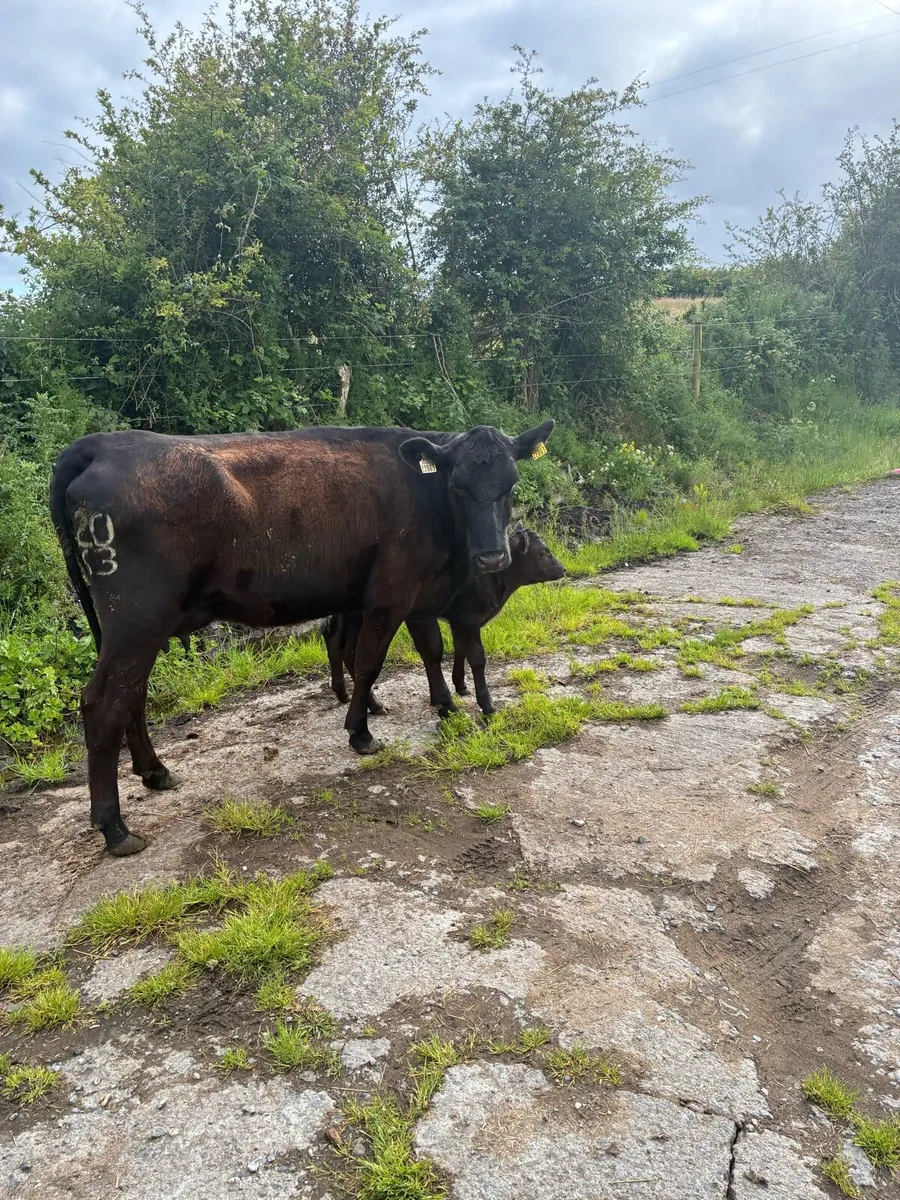 Angus Cow and Calf - Image 3