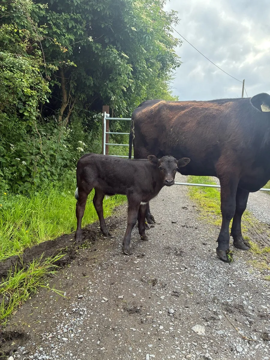 Angus Cow and Calf - Image 4