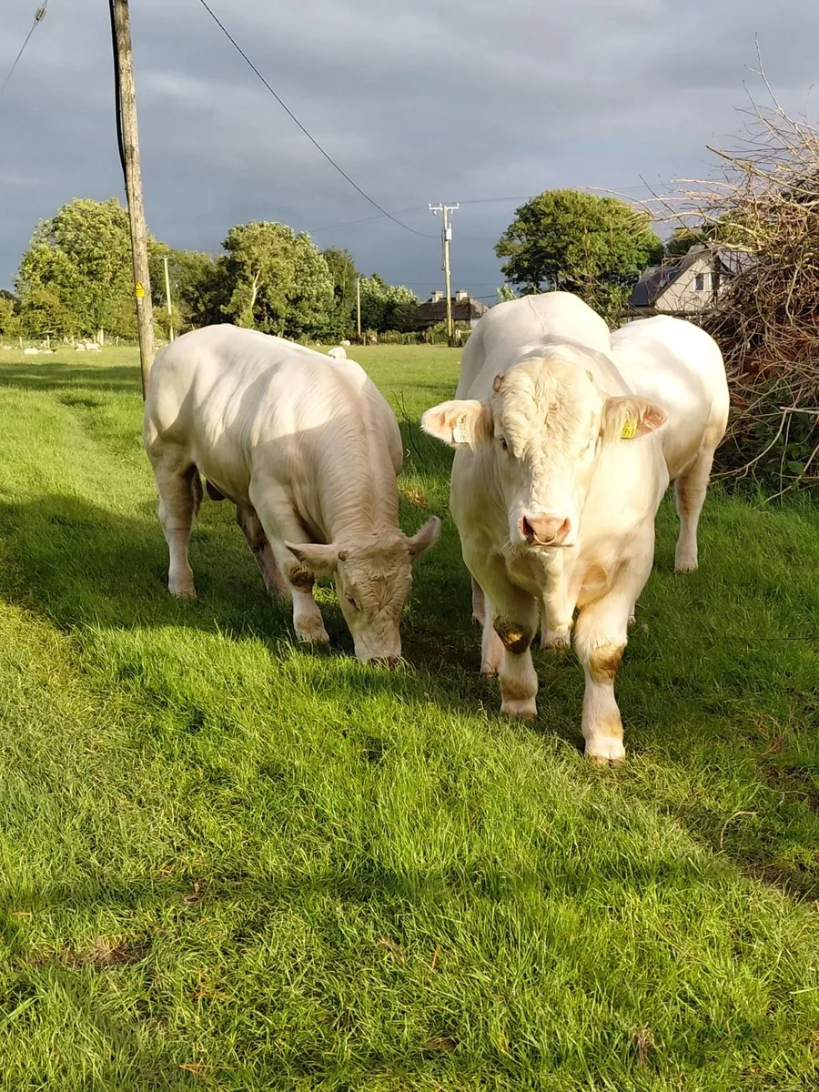 Pedigree charolais - Image 4