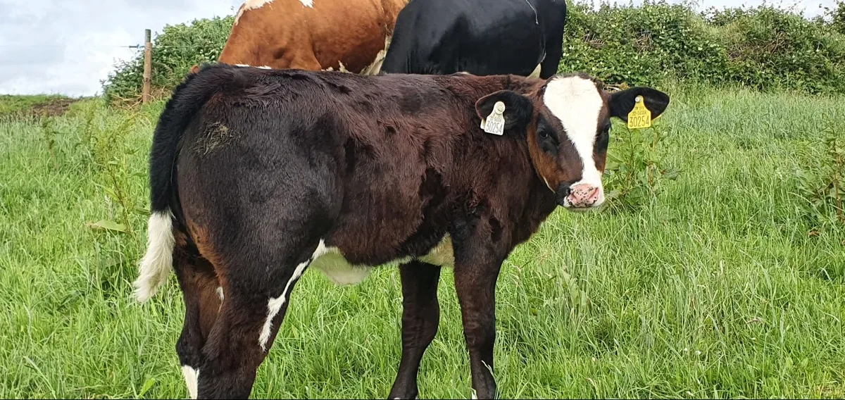 Suckler cow &  Super Overdose Heifer calf - Image 1