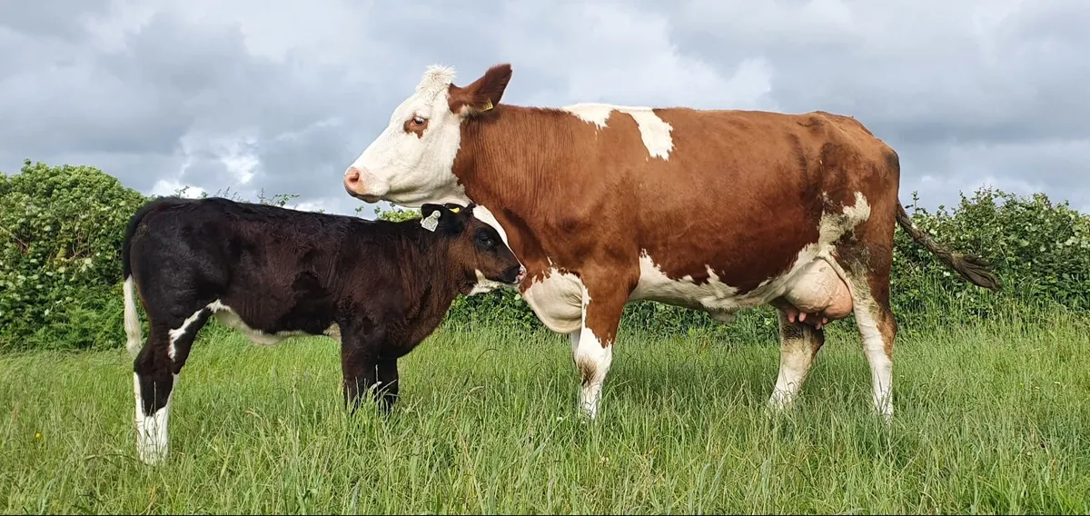 Suckler cow &  Super Overdose Heifer calf - Image 2