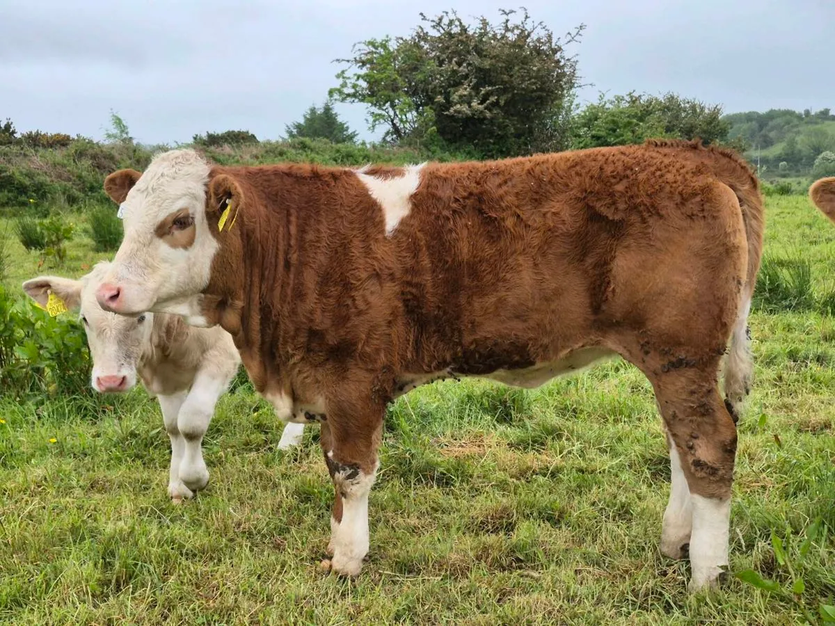 PEDIGREE FULLY POLLED SIMMENTAL BULLS & HEI - Image 1
