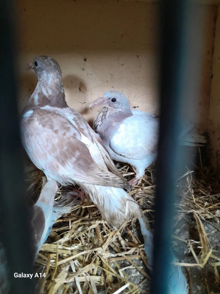 Very good quality young racing pigeons for sale - Image 4