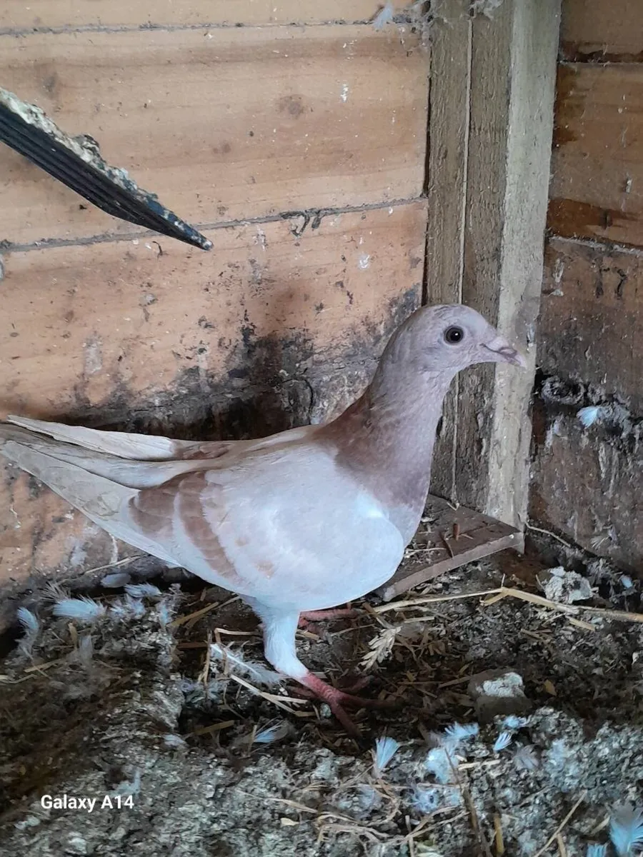 Very good quality young racing pigeons for sale - Image 1