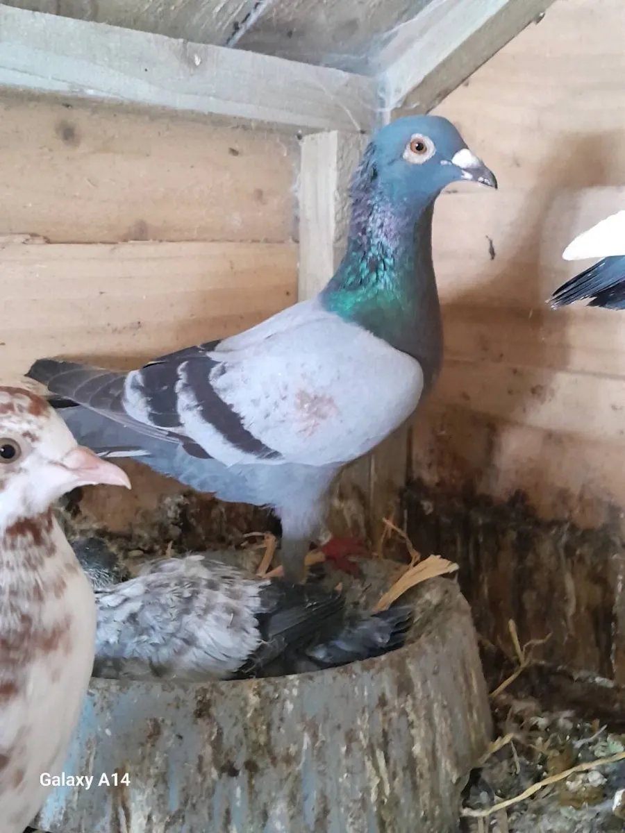 Very good quality young racing pigeons for sale - Image 2