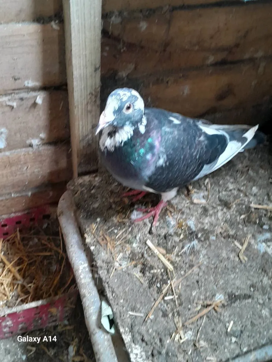 Very good quality young racing pigeons for sale - Image 3