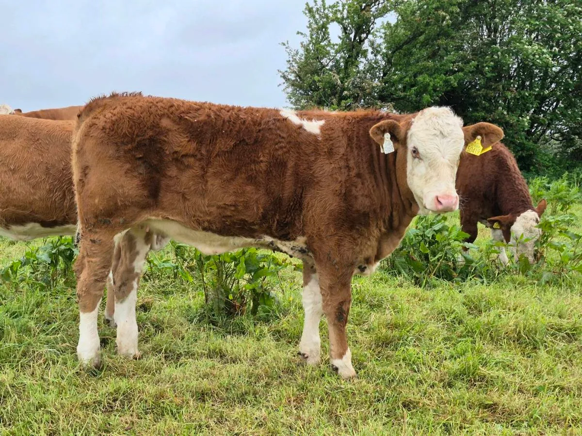 PEDIGREE FULLY POLLED SIMMENTAL BULLS & HEI - Image 2
