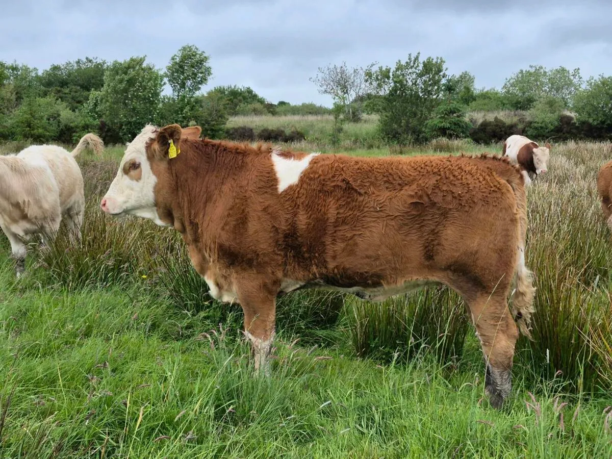 PEDIGREE FULLY POLLED SIMMENTAL BULLS & HEI - Image 3