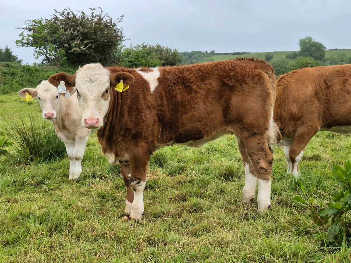 PEDIGREE FULLY POLLED SIMMENTAL BULLS & HEI - Image 4