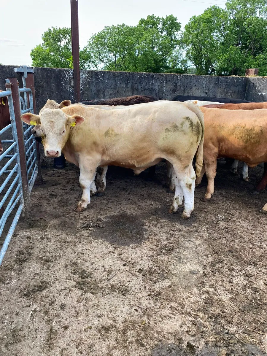 Home bred bullocks - Image 1