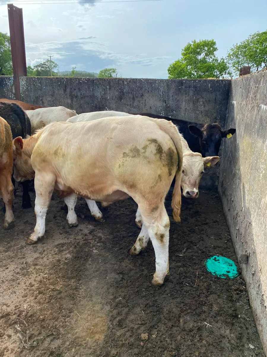 Home bred bullocks - Image 2