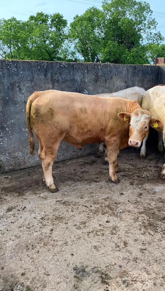 Home bred bullocks - Image 3