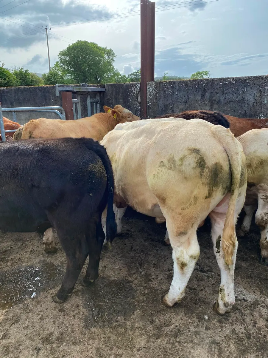 Home bred bullocks - Image 4