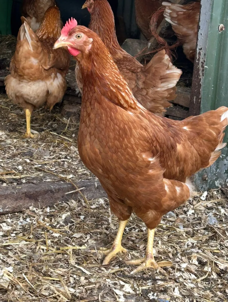 18 week old isa brown pullets - Image 1