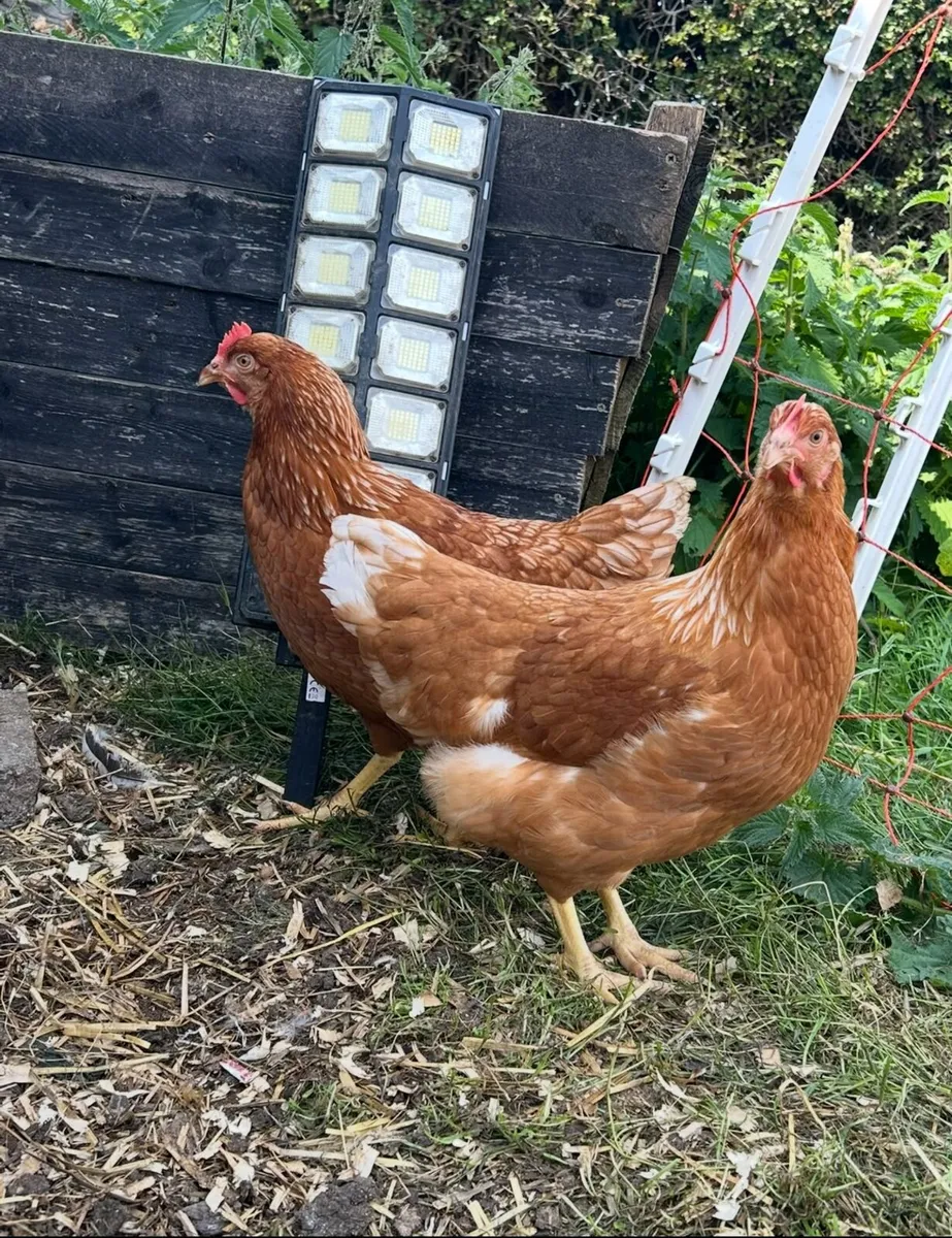 18 week old isa brown pullets - Image 2