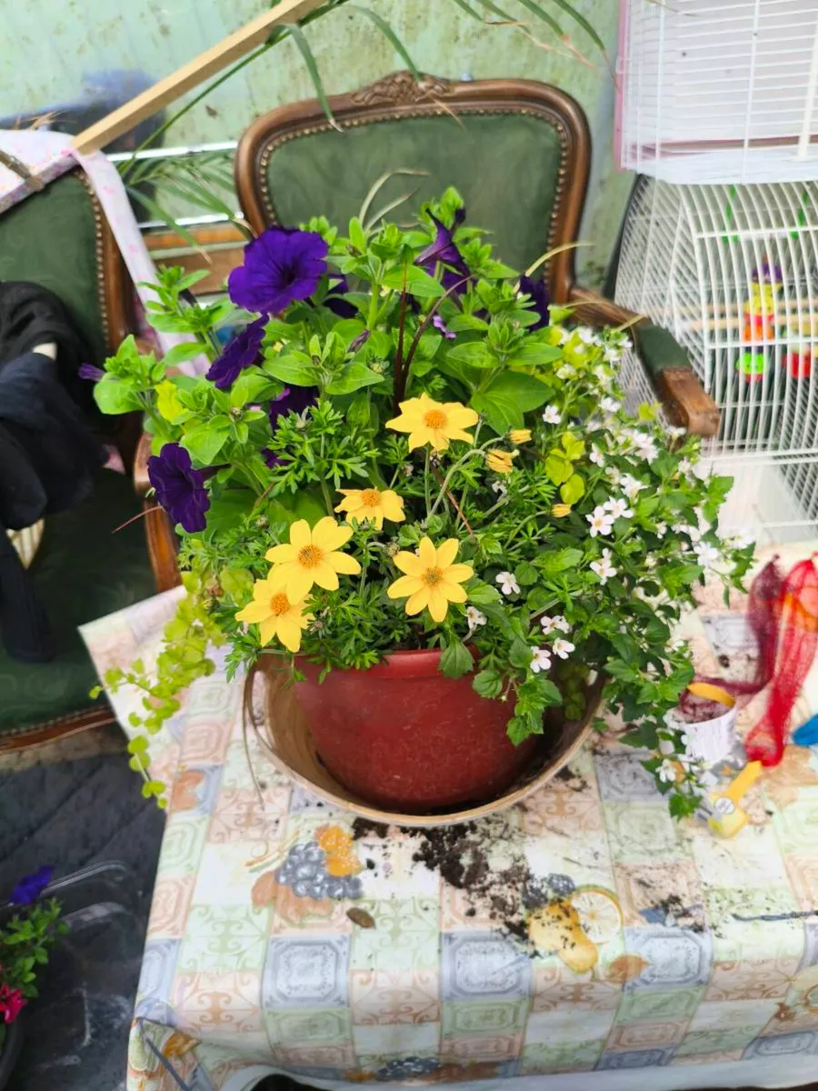 Beautiful full pots , fresh price on request - Image 1