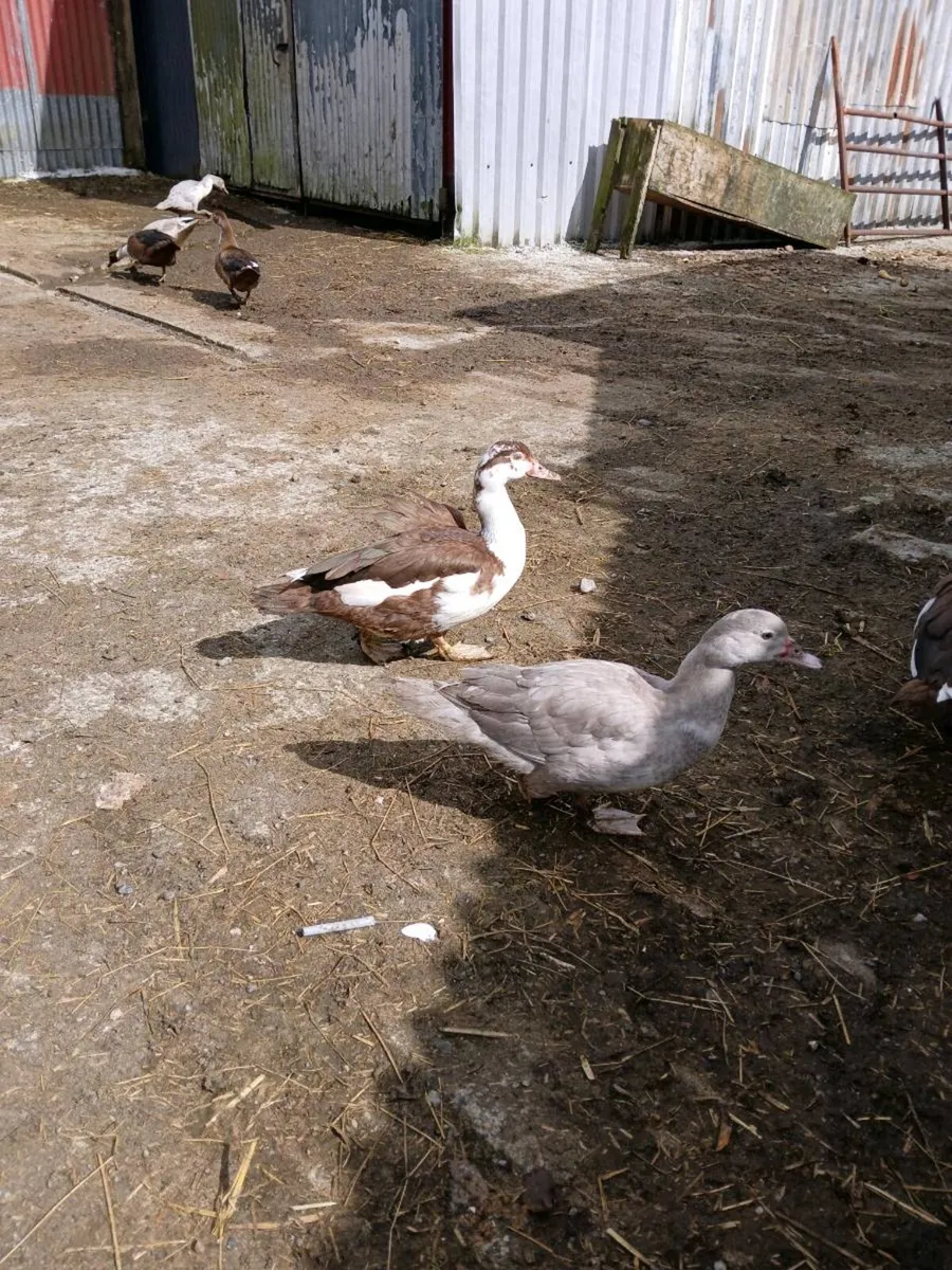 Muscovey ducks - Image 2