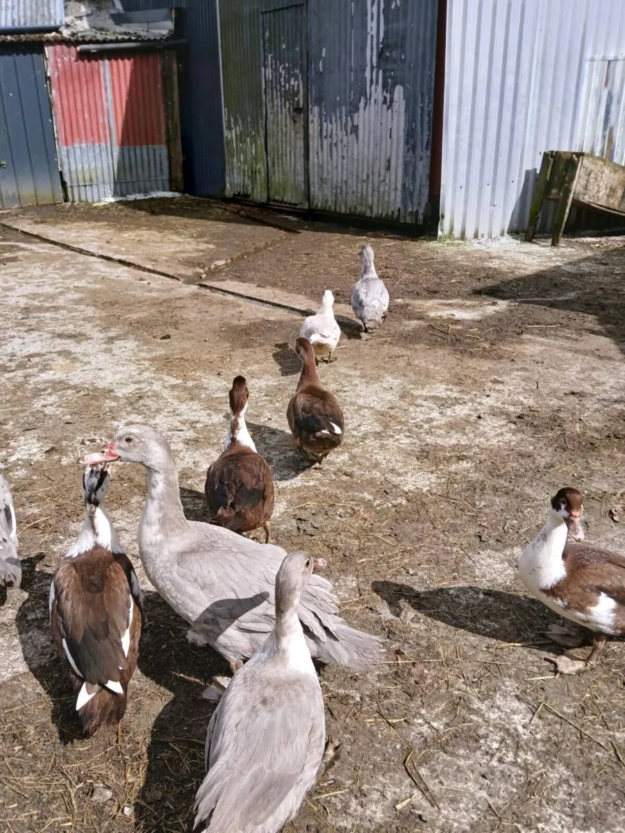 Muscovey ducks - Image 3