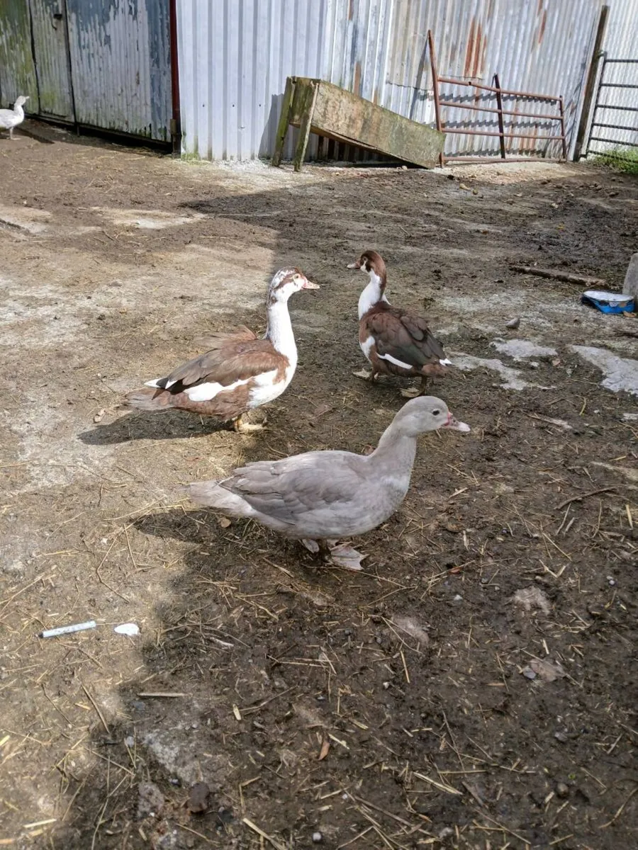 Muscovey ducks - Image 1