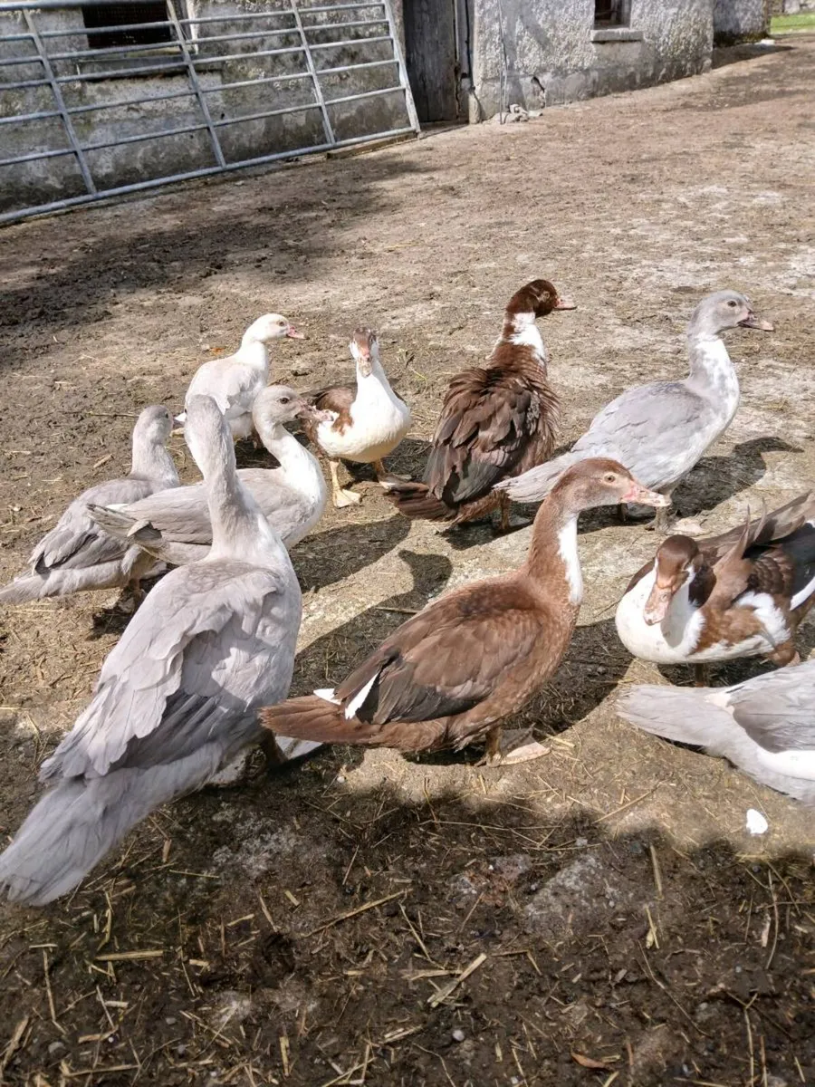 Muscovey ducks - Image 4