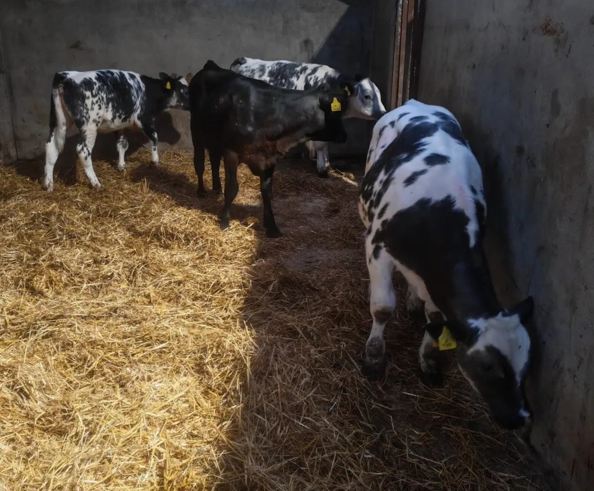 Calf Sale Entry & Machinery Auction - Image 1
