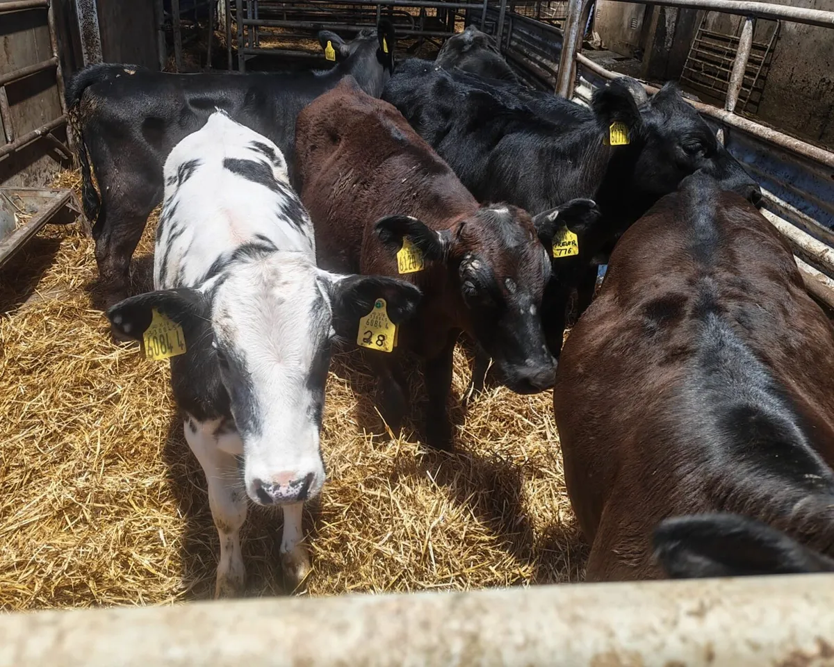 Calf Sale Entry & Machinery Auction - Image 2