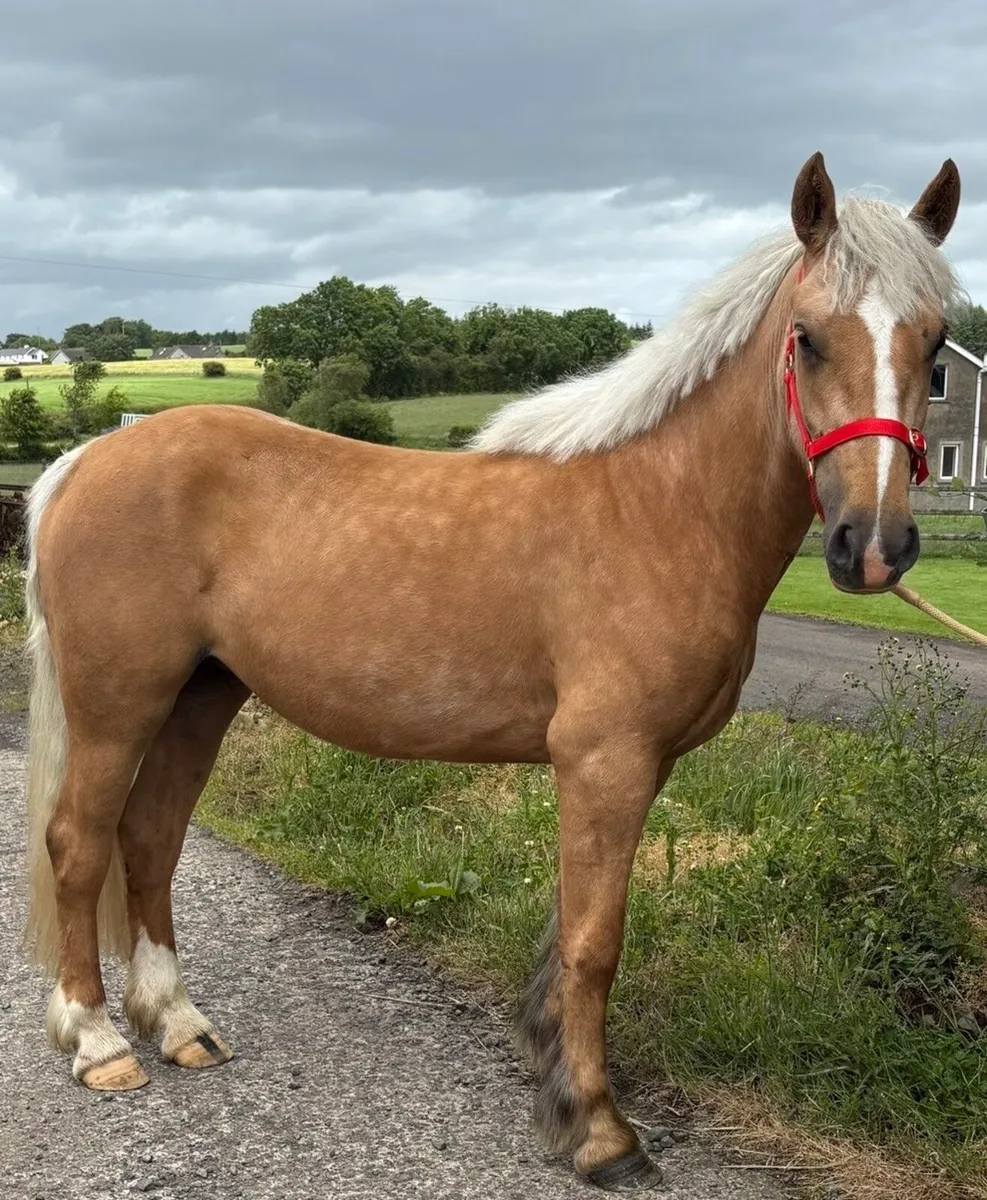 !* 14.2 Mare 3yr Connie x Cob *! - Image 2