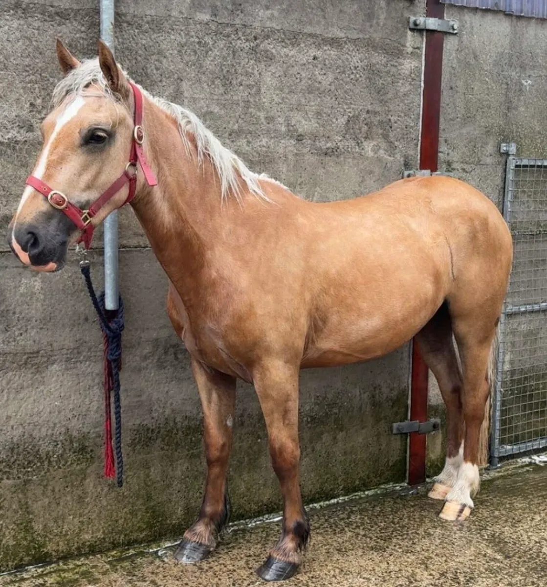 !* 14.2 Mare 3yr Connie x Cob *! - Image 3