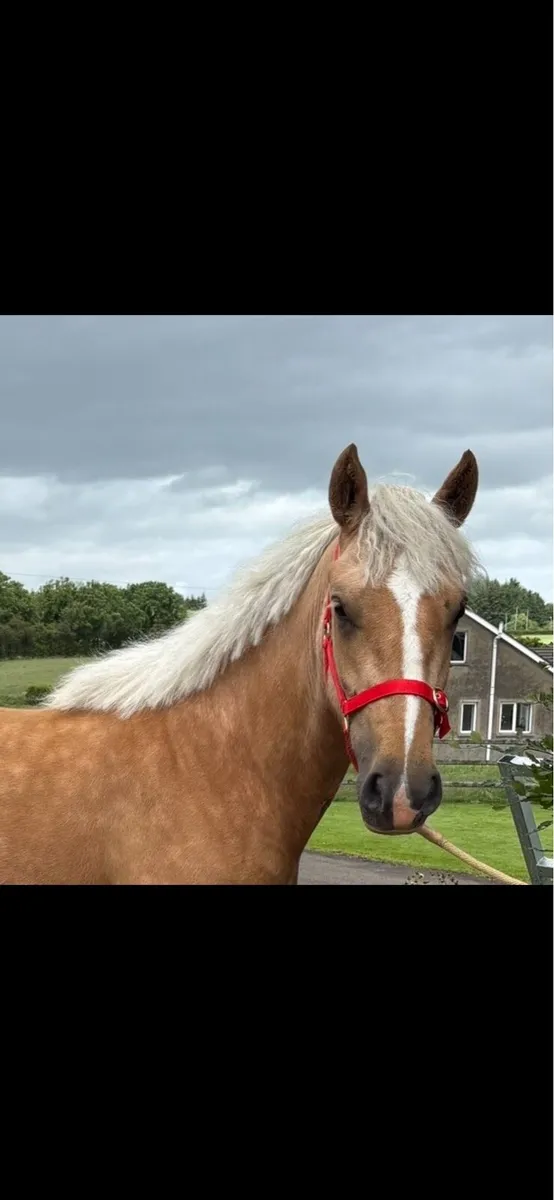 !* 14.2 Mare 3yr Connie x Cob *! - Image 4