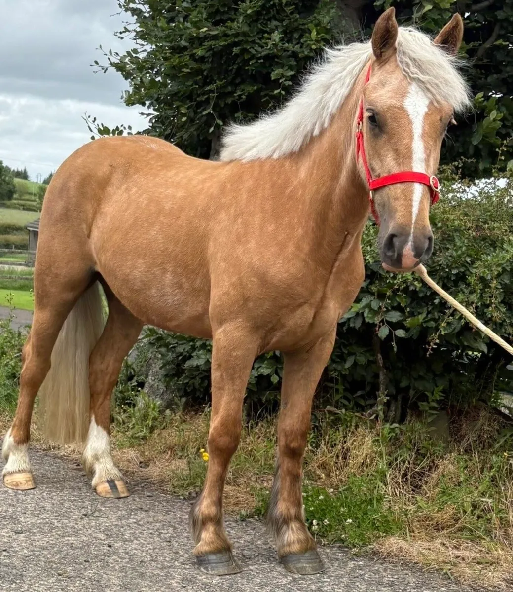 !* 14.2 Mare 3yr Connie x Cob *! - Image 1