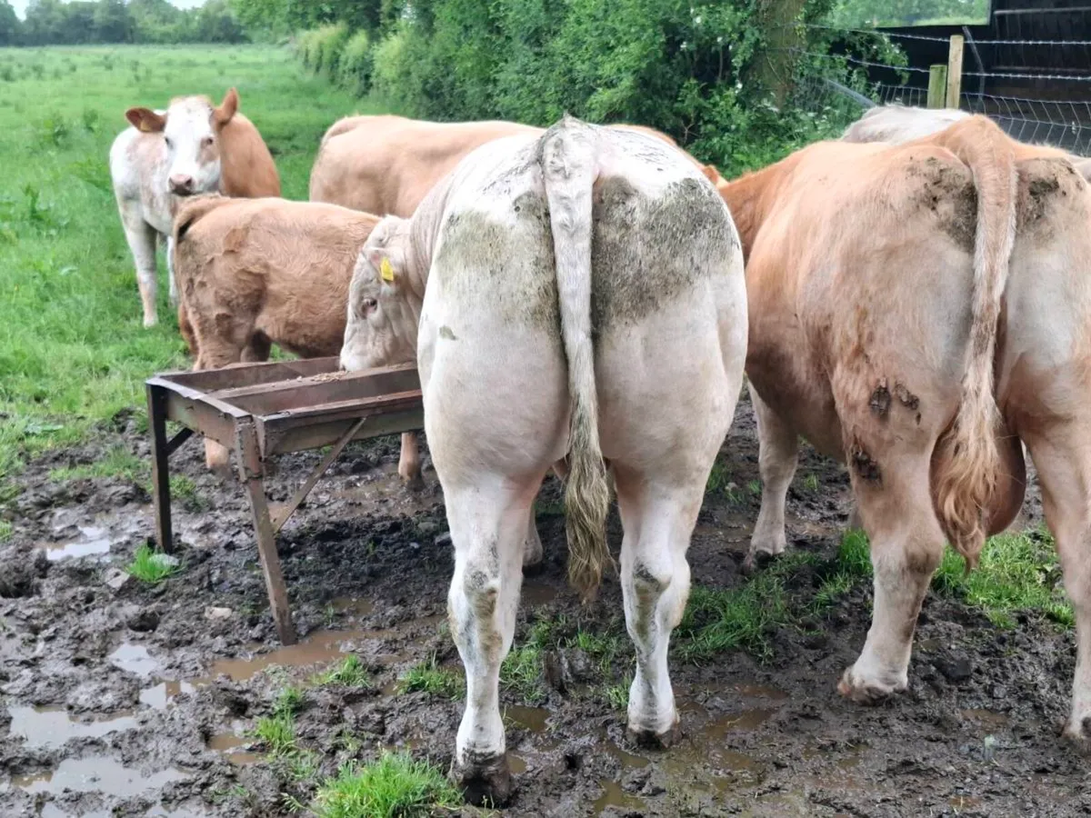 2 charolais  bulls - Image 3
