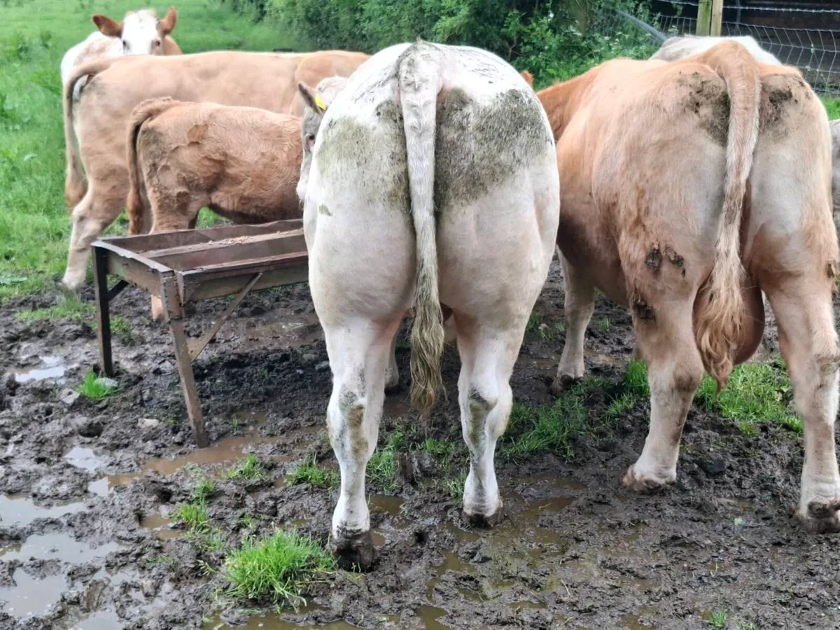 2 charolais  bulls - Image 4