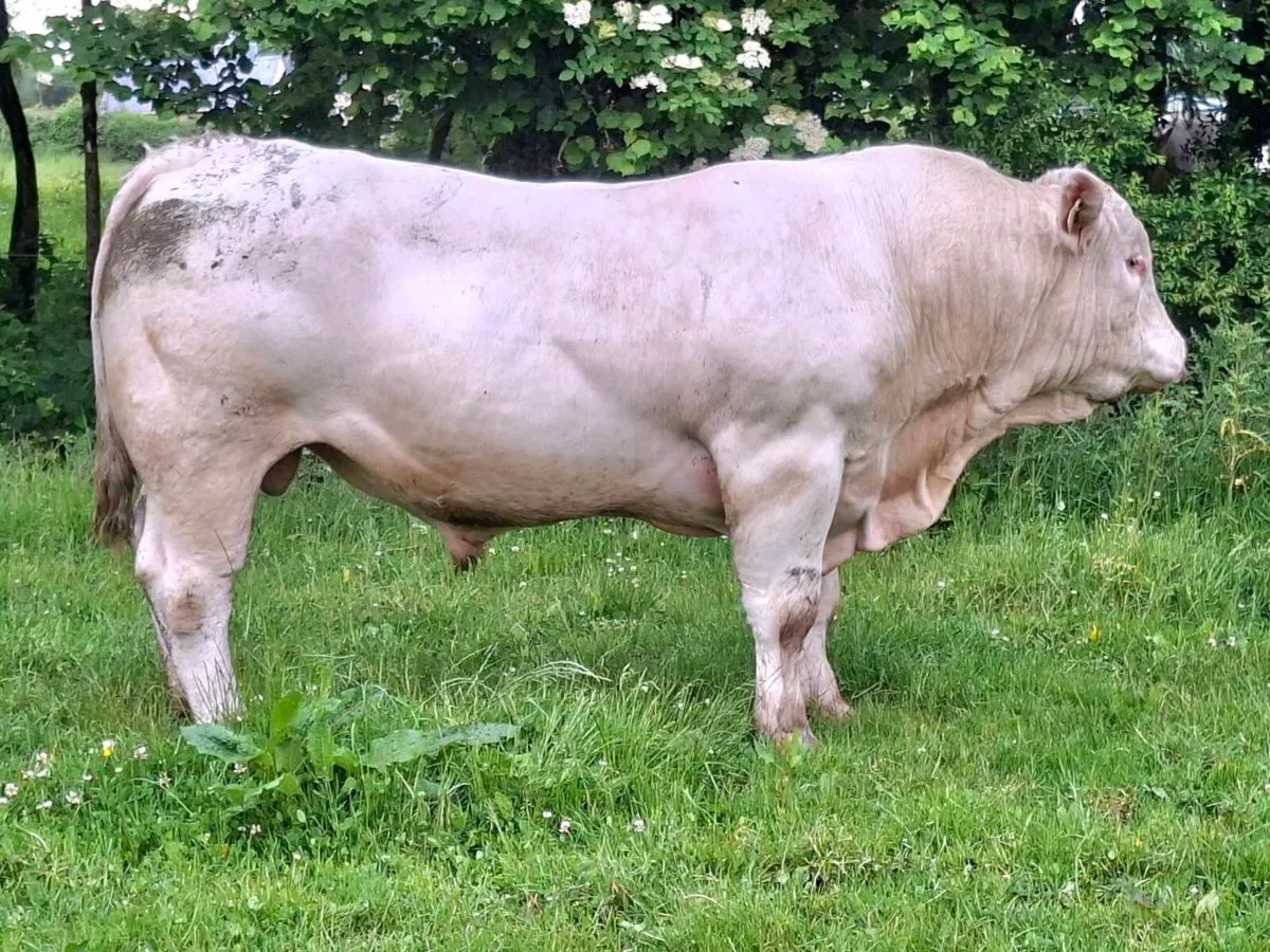2 charolais  bulls - Image 2
