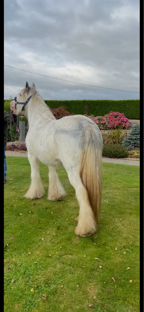 Heavy Blagdon Mare - Image 2