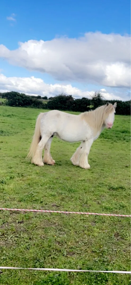 Heavy Blagdon Mare - Image 1