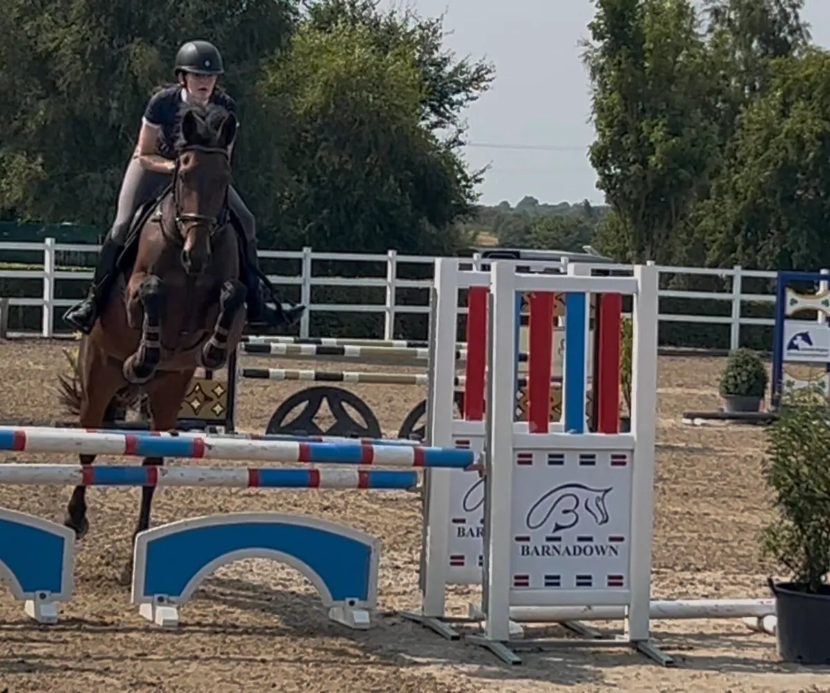 Talented Irish Sport Horse Mare - Image 2