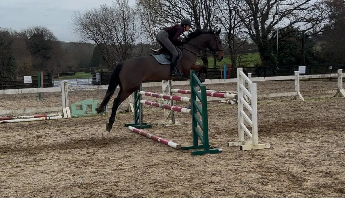Talented Irish Sport Horse Mare - Image 1