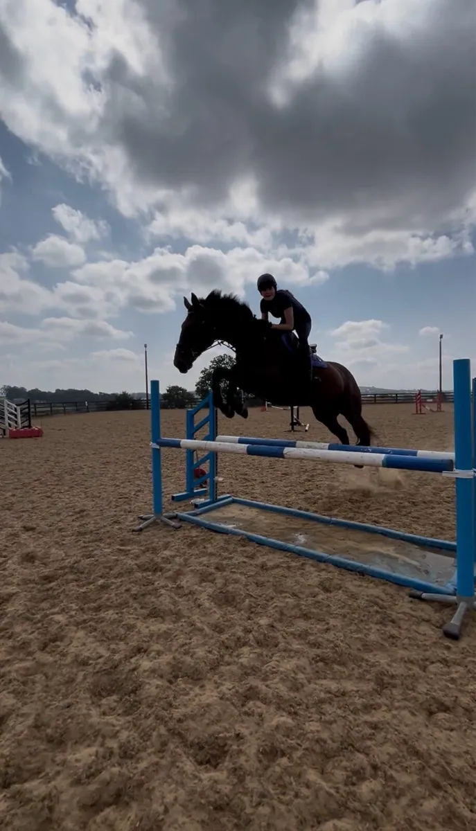 Talented Irish Sport Horse Mare - Image 3