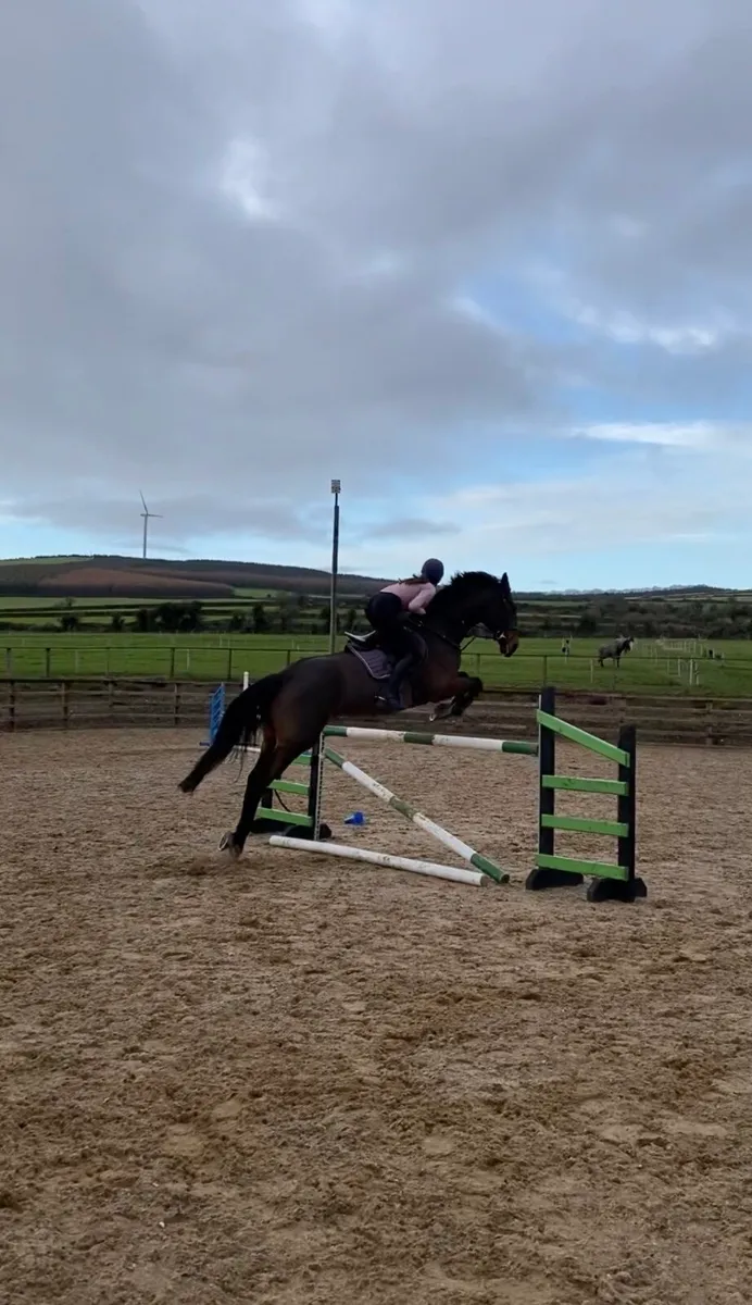 Talented Irish Sport Horse Mare - Image 4