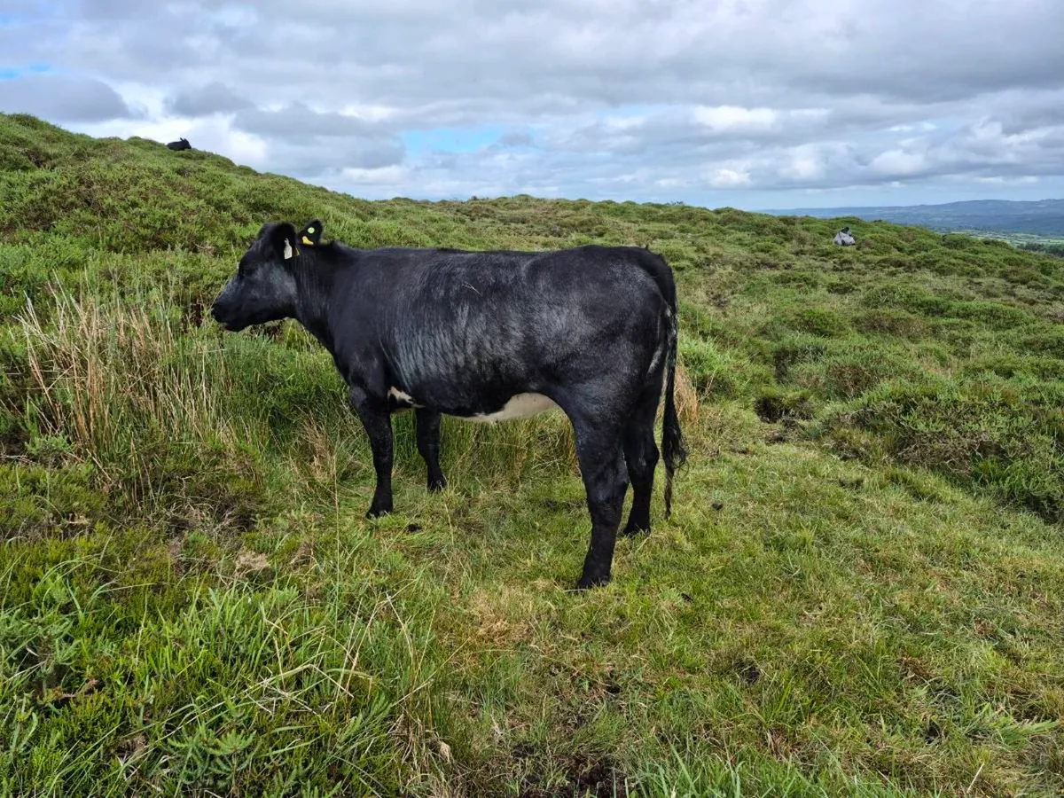 Organic Incalf heifer - Image 1