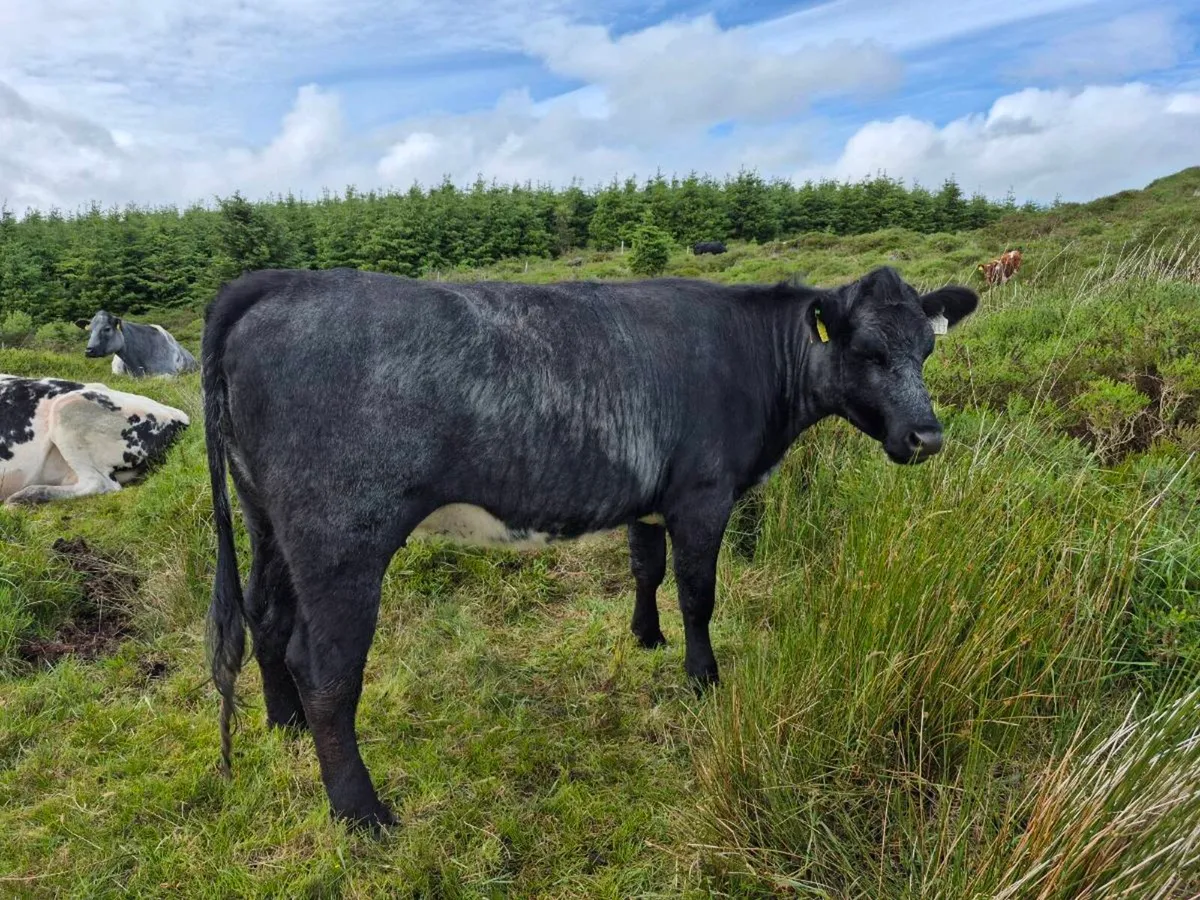 Organic Incalf heifer - Image 3