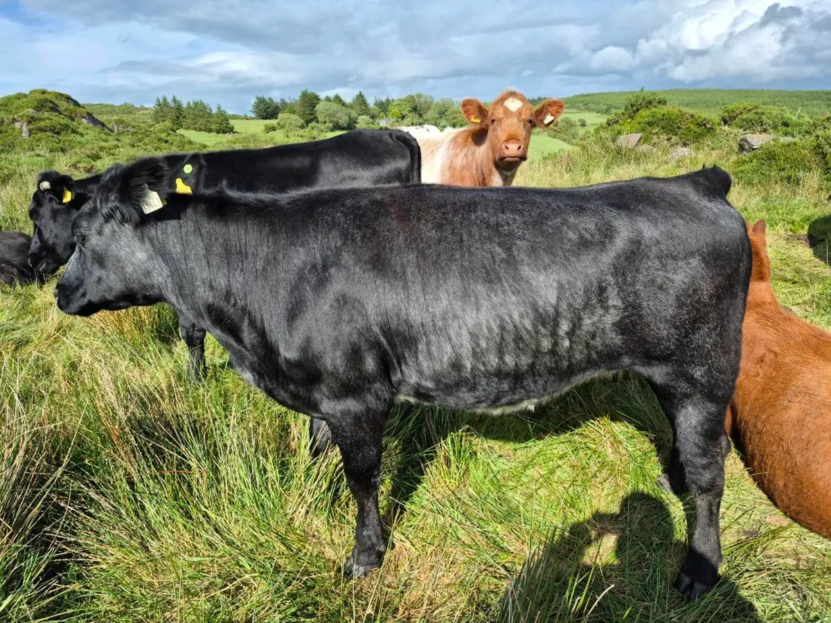 Organic Incalf heifer - Image 4