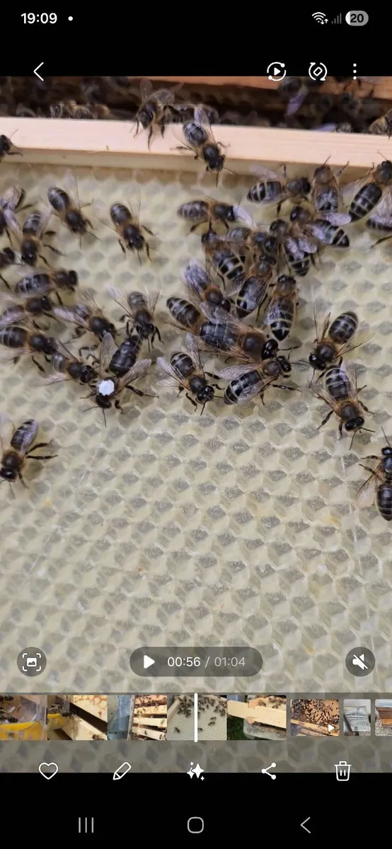 Bees. National poly hive - Image 1